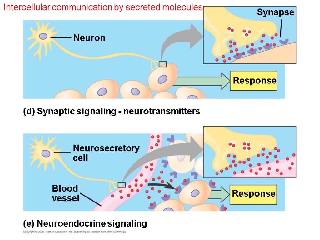 Intercellular communication by secreted molecules Response (d) Synaptic signaling - neurotransmitters Neuron Neurosecretory cell